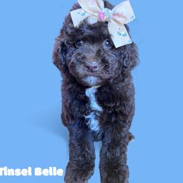 Tinsel Belle with training - Brown and white female Cockapoo puppy in Boonville, North Carolina from Doods & Dolls