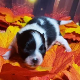 Boo - Black parti male Pomeranian puppy in Weatherford, Texas from Jeweled Poms