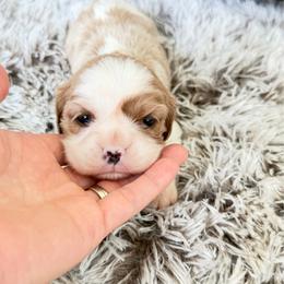 Ella - Blenheim female Cavalier King Charles Spaniel puppy in Bandera County, Texas from Hill Country Cavaliers