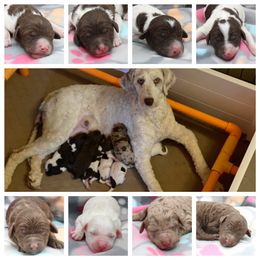 Goldendoodle Puppies from Two Ps in a Pod