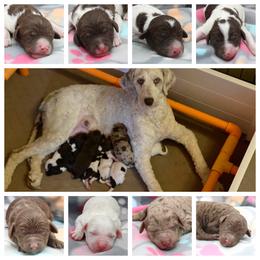 Goldendoodle Puppies from Two Ps in a Pod