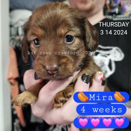 Dachshund Puppies from Wayward Home Dachshunds