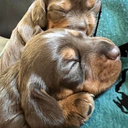 Dachshund Puppies from Regan's Divas