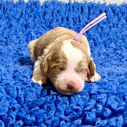 Lavender Collar Girl - Apricot female Australian Labradoodle puppy in Coeur D'alene, Idaho from Lake City Labradoodles