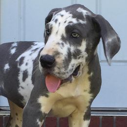 Great Danes from Great Dane Ridge