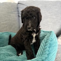 Bear (Blue Collar) - Black male Goldendoodle puppy in Toledo, Ohio from Avery Doodle Day LLC