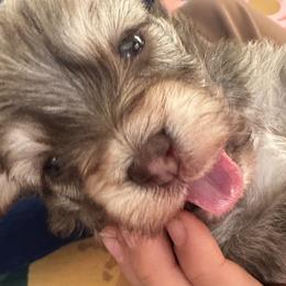 Boy 2 - Chocolate sable male Havanese puppy in Arizona from HavaDoggie