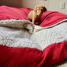 Girl 3 - Golden rust female Vizsla puppy in Eagle, Wisconsin from Dzika Place Kennels