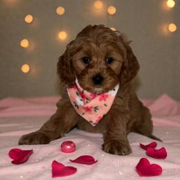 Angel - Apricot female Cavapoo puppy in Gainesville, Florida from Alyssa Xxweetdoodles
