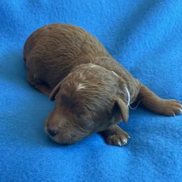 Belle (Purple Collar) - Red  female Poodle puppy in Ogden, Utah from Bells Poodles