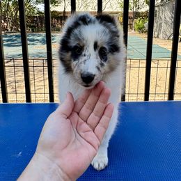 Auggie - White blue merle and tan male Shetland Sheepdog puppy in Abilene, Texas from Double Dare Shelties