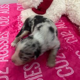 Royal Flush - Blue merle female Australian Shepherd puppy in Prescott Valley, Arizona from Cu2 Aussies