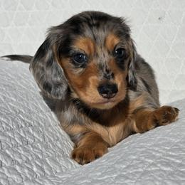 Trixie - Dapple female Dachshund puppy in Signal Mountain, Tennessee from Hot Diggity Doxens