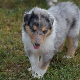 Shea’s blue Merle - Black white and tan male Collie puppy in Danville, Pennsylvania from Brookwood Collies, Smooth & Rough