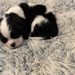 Cavalier King Charles Spaniel Puppies from Krawczyk's House of Cavaliers