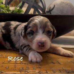 Rose - Blue merle female Aussiedoodle puppy in Cartersville, Georgia from Simply Blessed Doodles