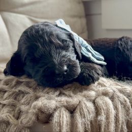 Doc - Black male Goldendoodle puppy in Windsor, Colorado from Sixth Day Kind