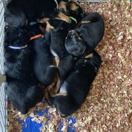 Rottweiler Puppies from Von Fields Rottweiler Kennels