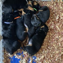 Rottweiler Puppies from Von Fields Rottweiler Kennels