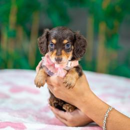 Stormy - Chocolate and tan female Dachshund puppy in Fort Myers, Florida from Blossom Paws