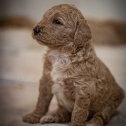 Poodle Puppies from Wild Orchid Poodles