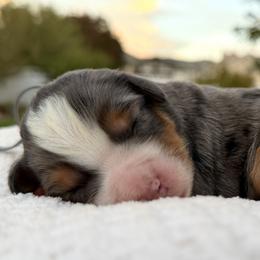 Boy 2 - male Bernedoodle puppy in Highland, Utah from Angel Pups Deluxe