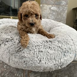 Maltese, Poodle, and Shih Tzu Puppies from Happy puppies