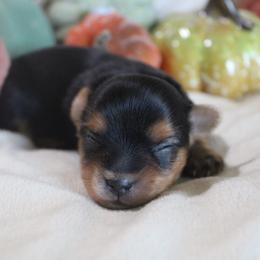 Dexter - Black and tan male Yorkshire Terrier puppy in Eastland, Texas from Peach Yorkies