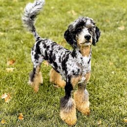 Benny - Poodle