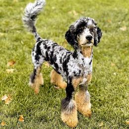 Benny - Poodle