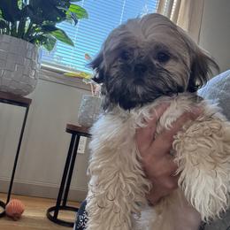 Koko - Tricolor female Shih Tzu puppy in Providence, Rhode Island from All4Paws