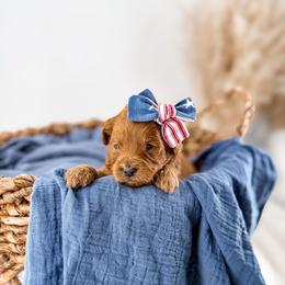 It's The Little Things-Sunsets - Red  female Goldendoodle puppy in Russell Springs, Kentucky from Milk & Honey Doodles