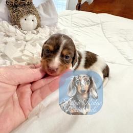 Lily - Piebald female Dachshund puppy in Adamsville, Tennessee from Shiloh Ridge Dachshunds