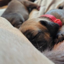 Great Dane Puppies from CAB Danes