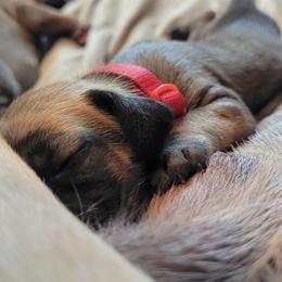 Great Dane Puppies from CAB Danes