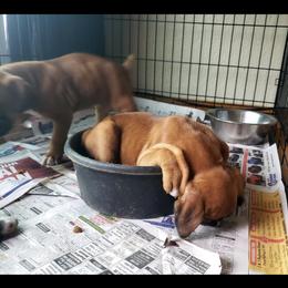 Boxer and Shih Tzu Puppies from L&L European Boxers and Shih Tzus