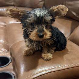 Yorkshire Terrier Puppies from Kim’s Rocket Yorkies
