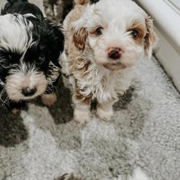 Aussiedoodle and Goldendoodle Puppies from Cosby Ranch Doodles