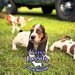 Basset Hound Puppies from Goss Bassets