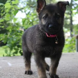 German Shepherd Puppies from Ridgeline Shepherds