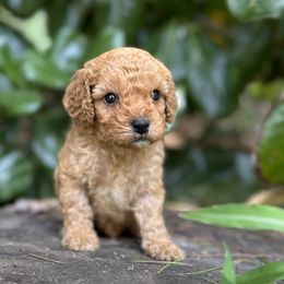 Louis - Red male Cavapoo puppy in Rio Linda, California from VitPom Puppies