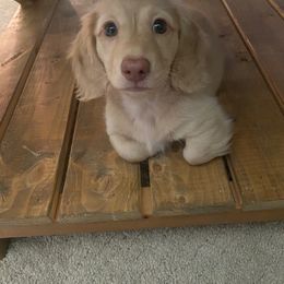 Dachshund Puppies from Hetu's Dachshunds