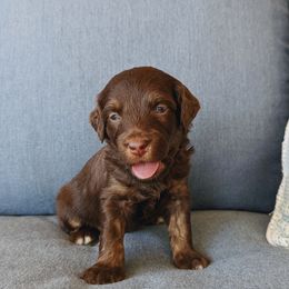 Aussiedoodle, Bernedoodle, and Cavapoo Puppies from SanTan Doodles