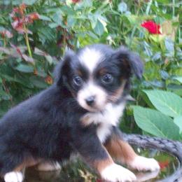 Ally - Black tri female Miniature American Shepherd puppy in Atwood, Illinois from Buck-Run Puppies