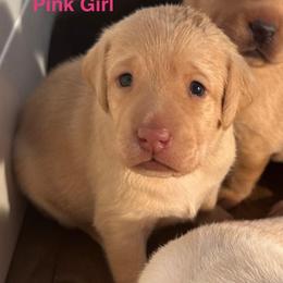 Pink Girl - Yellow female Labrador Retriever puppy in Rock Hill, South Carolina from North Star Retrievers