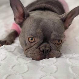 French Bulldog Puppies from NC French Kiss-A-Bulls