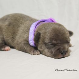 Countess - Merle female Chihuahua puppy in Willamina, Oregon from Cherished Chihuahuas