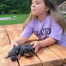 Girl 1 - Black and tan female Welsh Terrier puppy in Andover, Ohio from Ashcreek Welsh Terriers