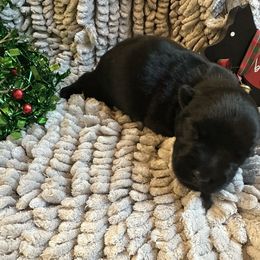 Hamish - Black male Scottish Terrier puppy in Eagle Lake, Florida from Its Scot To Be Love Scotties