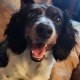 Rox - Dachshund